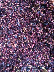 pepins medoc.JPG