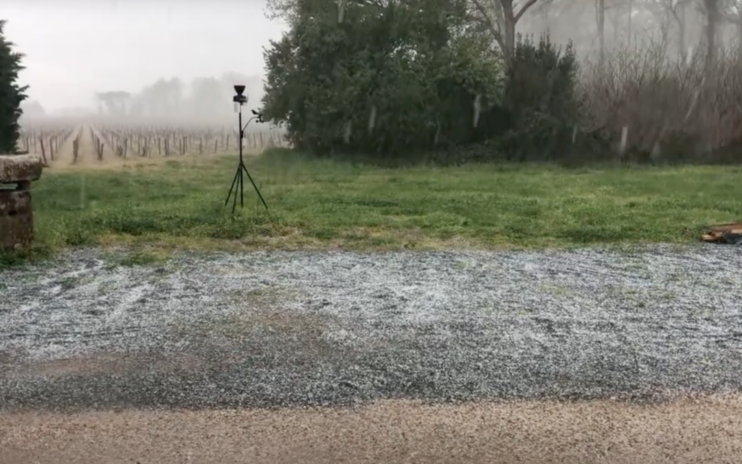Après le gel, la grêle