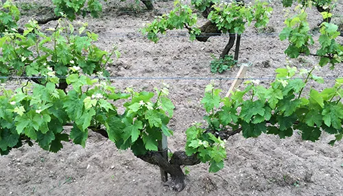 sol-vigne-chateau-hourbanon